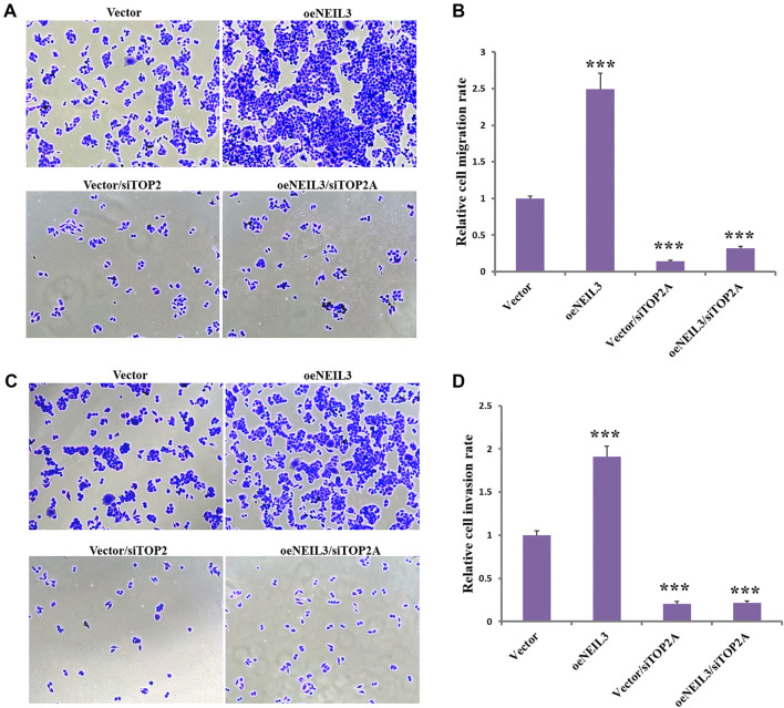 NEIL3 and TOP2A as key drivers of esophageal cancer through WNT signaling.