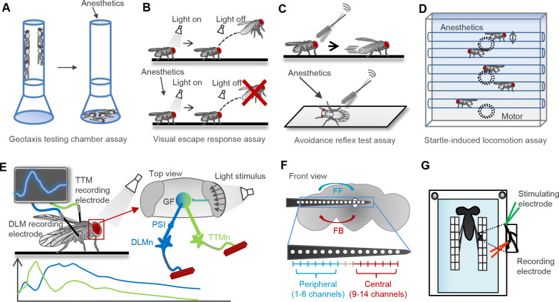 Insight into molecular and neural mechanisms of general anesthesia from the invertebrate model <i>Drosophila melanogaster</i>.