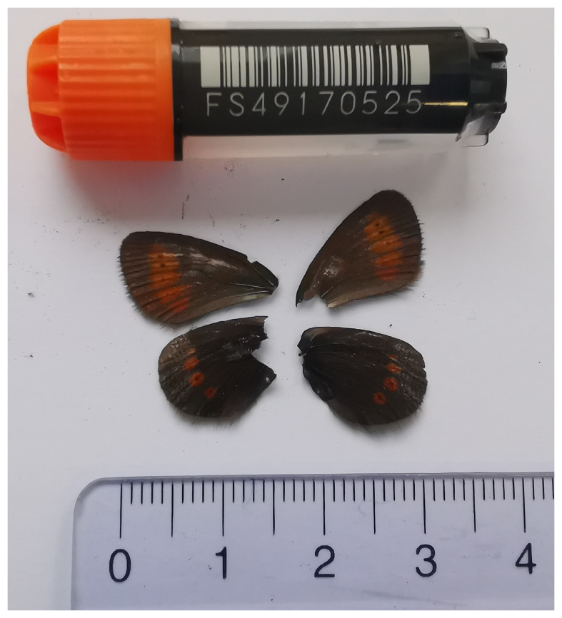 The genome sequence of the Lesser Mountain Ringlet, <i>Erebia melampus</i> Füssly, 1775 (Lepidoptera: Nymphalidae).