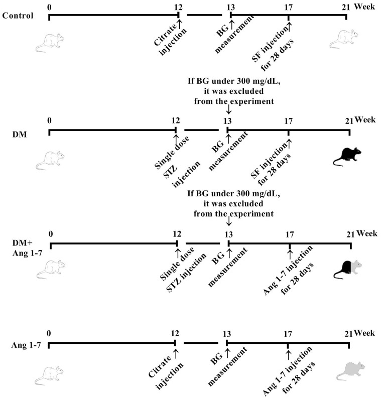 Potential preventive effects of angiotensin-(1-7) on bone matrix quality in diabetic rats through modulation of the organic matrix.