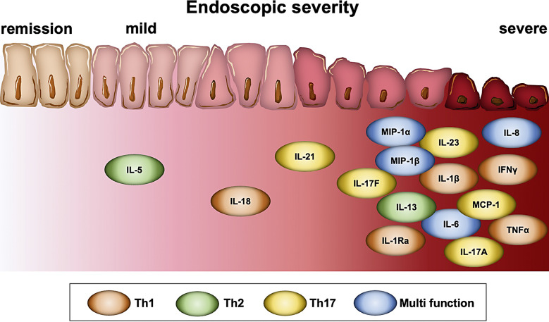 Mucosal Healing of Ulcerative Colitis Based on Endoscopic Diagnosis, Histopathology, and Mucosal Inflammatory Mediators.