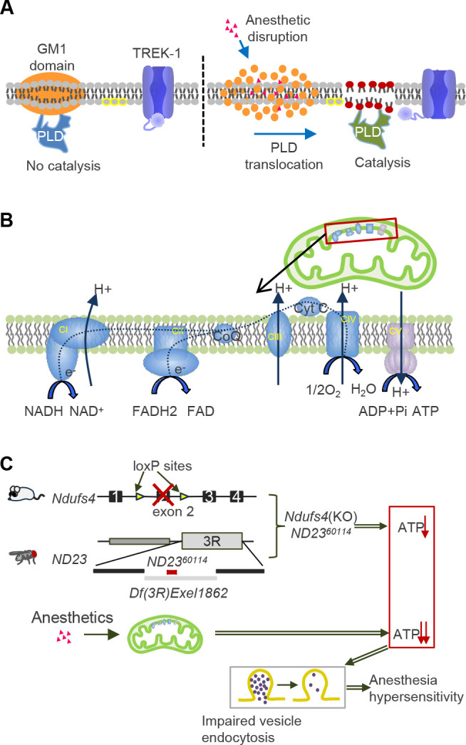 Insight into molecular and neural mechanisms of general anesthesia from the invertebrate model <i>Drosophila melanogaster</i>.