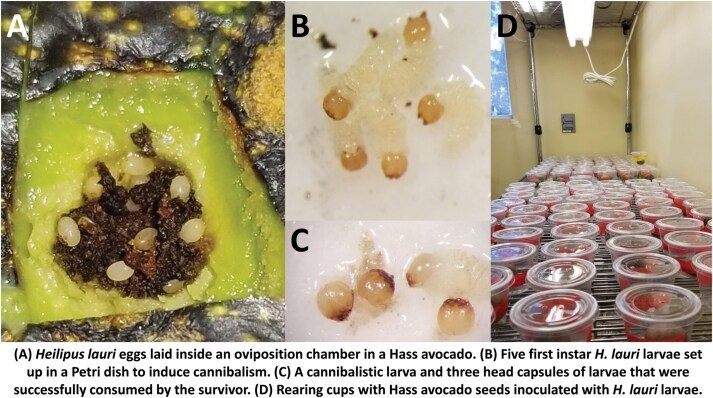 Does larval diet prior to Hass avocado seed consumption and seed size impact the fitness of adult <i>Heilipus lauri</i> (Coleoptera: Curculionidae)?