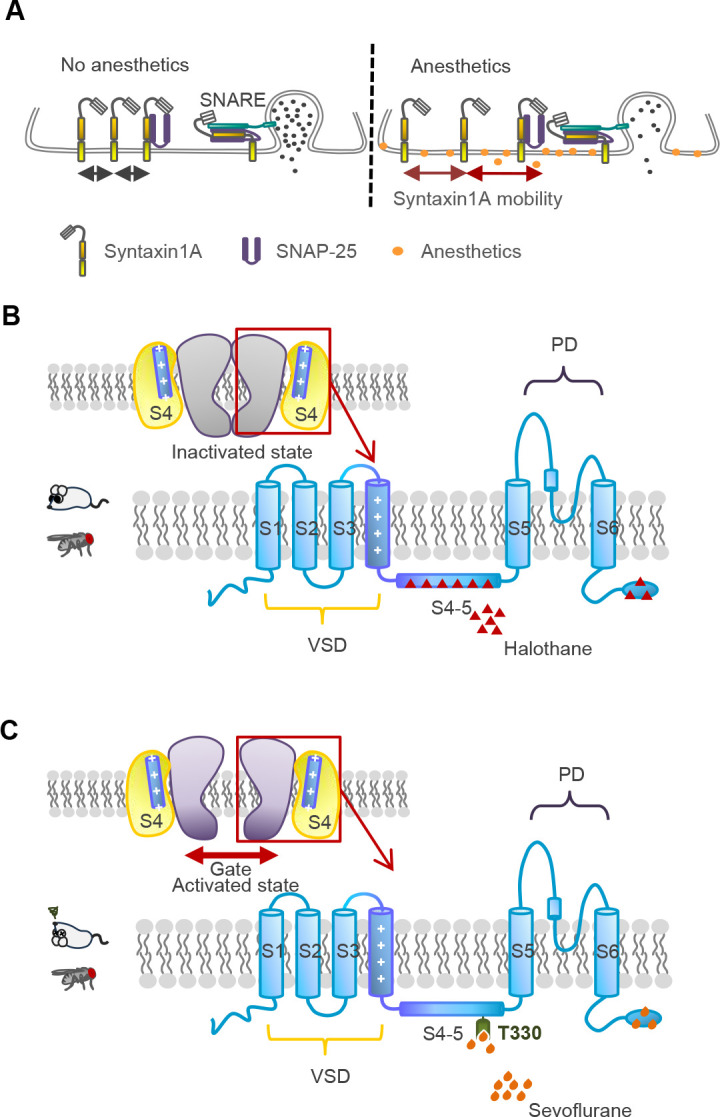 Insight into molecular and neural mechanisms of general anesthesia from the invertebrate model <i>Drosophila melanogaster</i>.