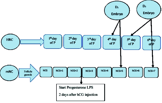 Comparison of clinical pregnancy rates between hormone replacement therapy and modified natural cycle for endometrial preparation in frozen embryo transfer cycles: An RCT.