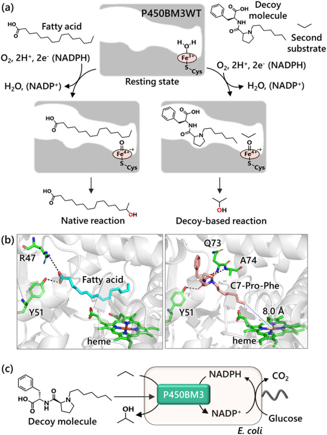 Recyclable Whole-Cell Biotransformation System for the Direct Hydroxylation of Propane Catalyzed by a Robust Intracellular Wild-Type Cytochrome P450BM3 Activated by Decoy Molecules.