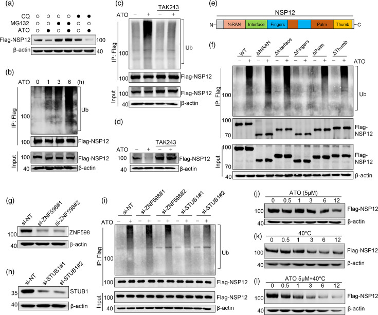 Arsenic trioxide could promote SARS-CoV-2 NSP12 protein degradation.