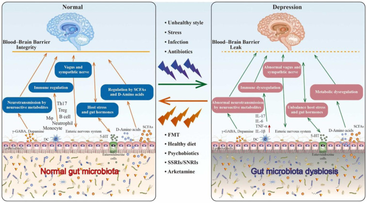 Probiotics, gut microbiota, and brain health: Exploring therapeutic pathways.