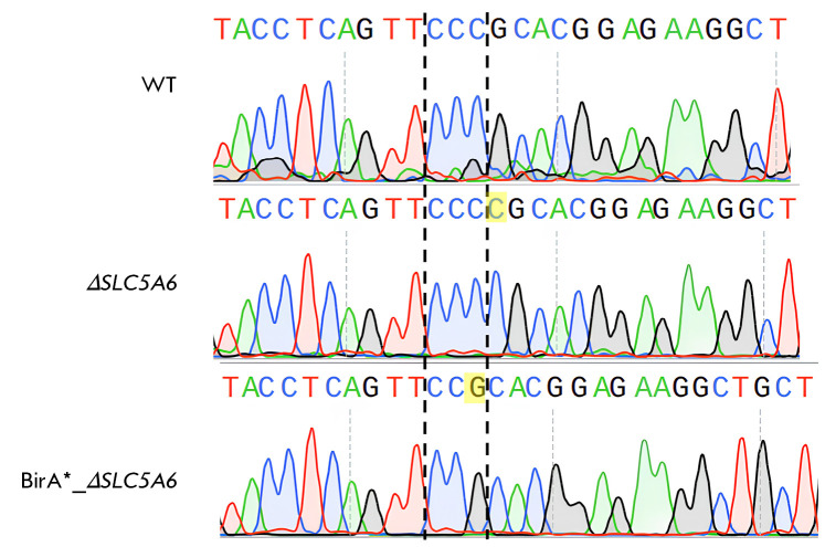 Test System for Studying Biotin Transport upon SLC5A6 Gene Inactivation.