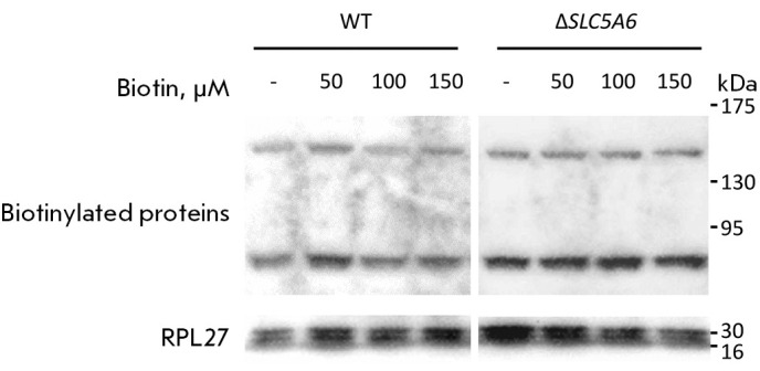 Test System for Studying Biotin Transport upon SLC5A6 Gene Inactivation.