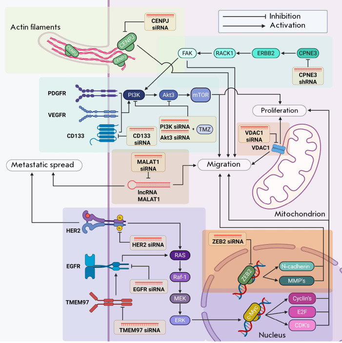 RNA Interference of the Genes Associated with the Invasion of Brain Tumor Cells.
