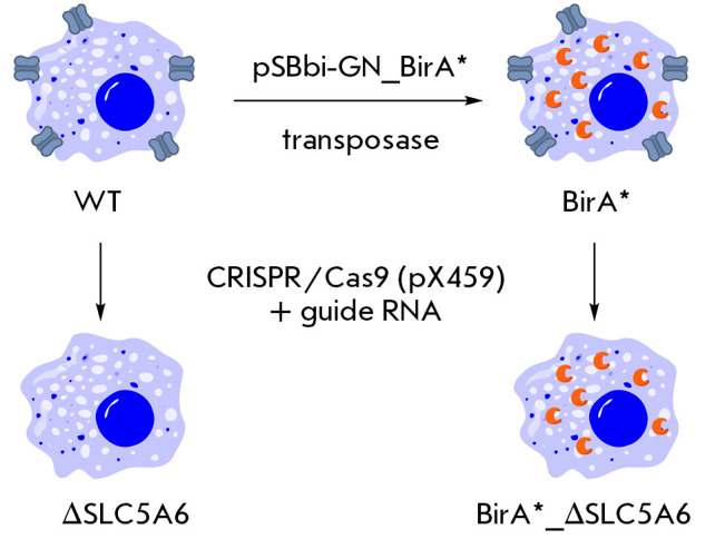 Test System for Studying Biotin Transport upon SLC5A6 Gene Inactivation.