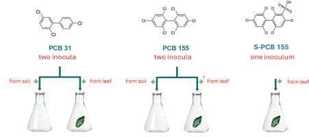 Sulfonated-PCBs and OH-sulfonated-PCBs: An insight into their environmental formation and identification