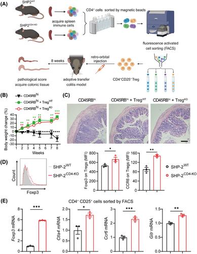 T Cell-Specific Deficiency of Src Homology 2-Containing Protein Tyrosine Phosphatase 2 Ameliorates Psoriasis and Colitis by Promoting Treg Differentiation