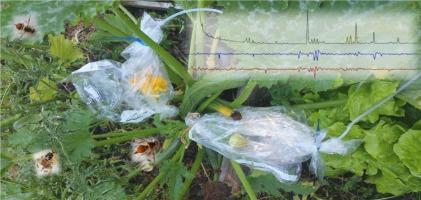 Comparison of electrophysiological and behavioral responses of tephritid (Diptera: Tephritidae) pests to cucurbit host odors