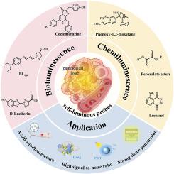 Self-luminous probes: Illuminating the path to biomedical breakthroughs