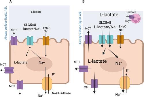 The SLC58A Na+-Monocarboxylate Transporter—Can It Scavenge Lung Metabolites to Prevent Airway Infections?