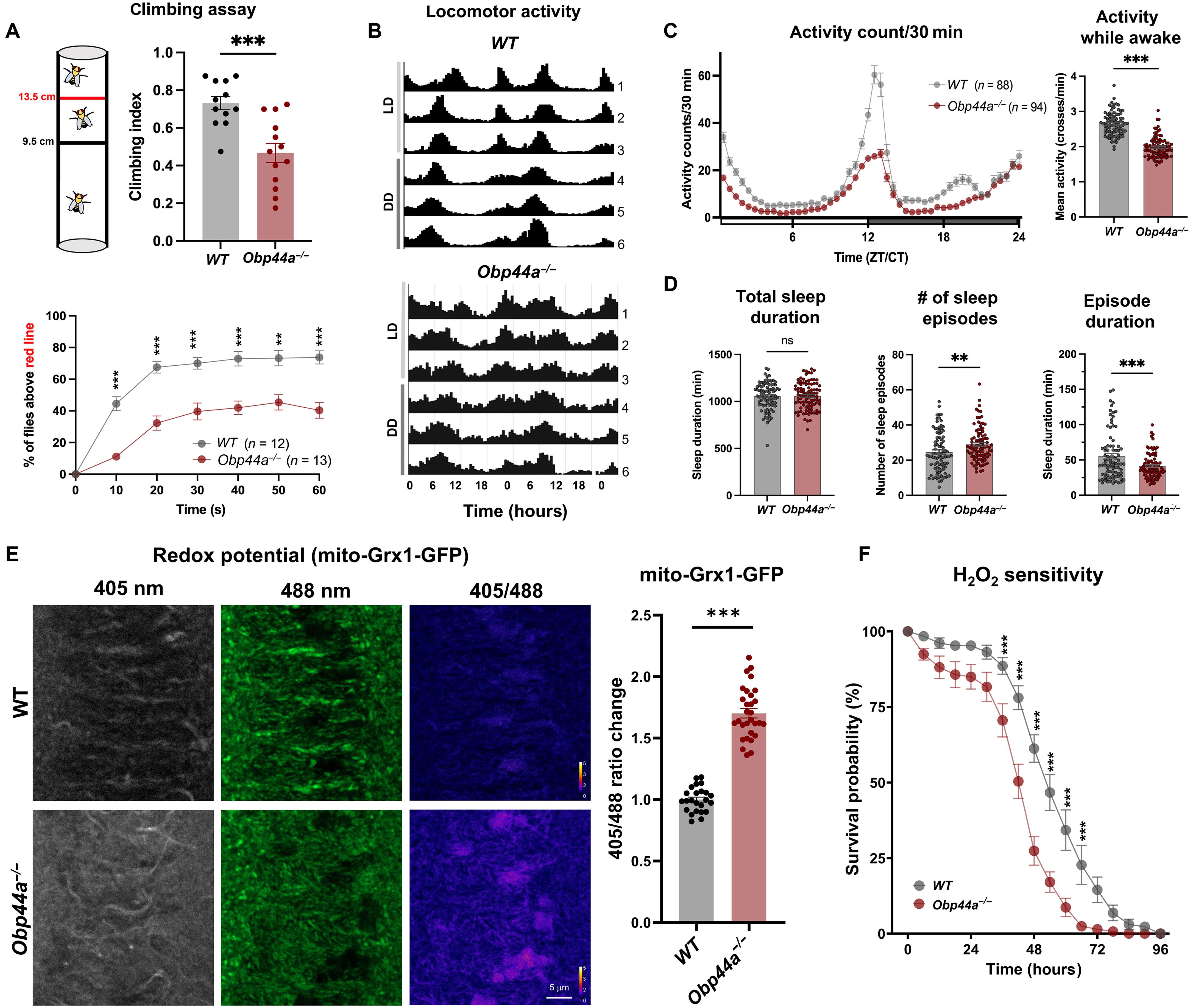Glia-derived noncanonical fatty acid binding protein modulates brain lipid storage and clearance
