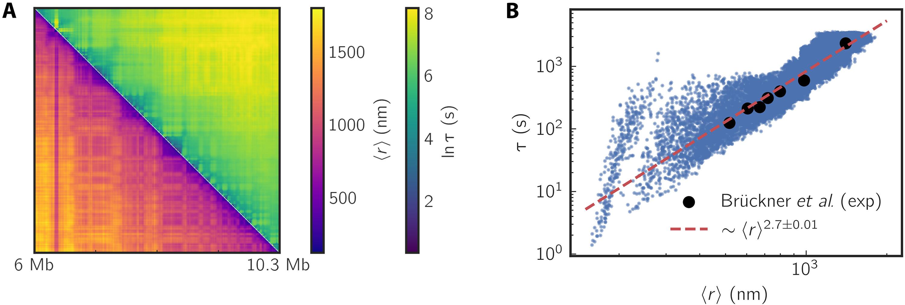 Static three-dimensional structures determine fast dynamics between distal loci pairs in interphase chromosomes