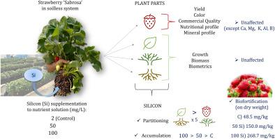 Silicon partitioning and accumulation in agronomic biofortification of strawberry (Fragaria × ananassa) cv. Sabrosa grown in soilless system