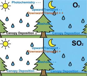 Rainfall-induced changes in vertical O3 and SO2 within and above a boreal-temperate forest