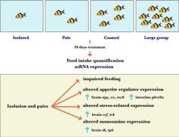 Group size influences feeding behavior and the expression of appetite, stress, and neurotransmitter-related transcript expression in tiger barb (Puntigrus tetrazona)