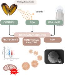 Comprehensive proteomic, structural and functional analysis of cryoprotectant effects on marine mussel oocytes