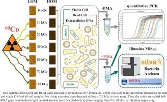 Response of viable microbial communities to gamma irradiation in agricultural black soils