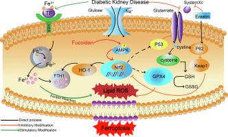Low-molecular-weight fucoidan ameliorates ferroptosis in diabetic kidney disease through SLC7A11/GSH/GPX4 activation