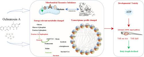 Mitochondrial dynamics imbalance and energy dyshomeostasis mediated developmental toxicity of ochratoxin a in zebrafish (Danio rerio)