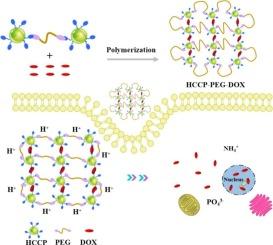 Improving drug release performance of phosphazene-based crosslinked polyprodrug nanoparticles for tumor chemotherapy by enhancing hydrophilicity with polyethylene glycol