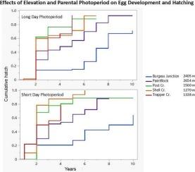 Effects of parental photoperiod and elevation on egg diapause, mortality, and synchronous hatching of Mormon crickets Anabrus simplex