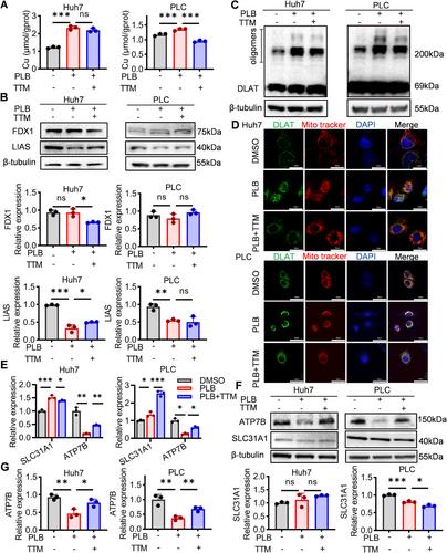 Plumbagin Triggers Cuproptosis in Hepatocellular Carcinoma (HCC) via the DNA-Methyltransferase 1 (DNMT1)/microRNA-302a-3p (miR-302a-3p)/ATPase Copper Transporting Beta (ATP7B) Axis