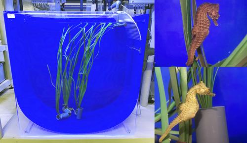 Ethics, Laws, and Research: The Case of Mediterranean Seahorses (Hippocampus hippocampus and Hippocampus guttulatus)