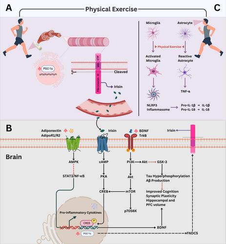 Shared Mechanisms in Dementia and Depression: The Modulatory Role of Physical Exercise
