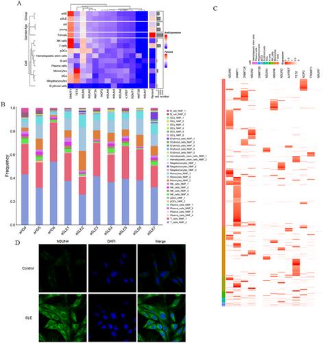 Nanoparticle-Delivered siRNA Targeting NSUN4 Relieves Systemic Lupus Erythematosus through Declining Mitophagy-Mediated CD8+T Cell Exhaustion