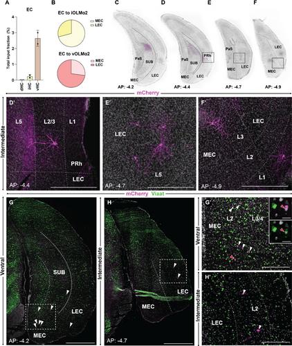 Differentiated Presynaptic Input to OLMɑ2 Cells Along the Hippocampal Dorsoventral Axis: Implications for Hippocampal Microcircuit Function