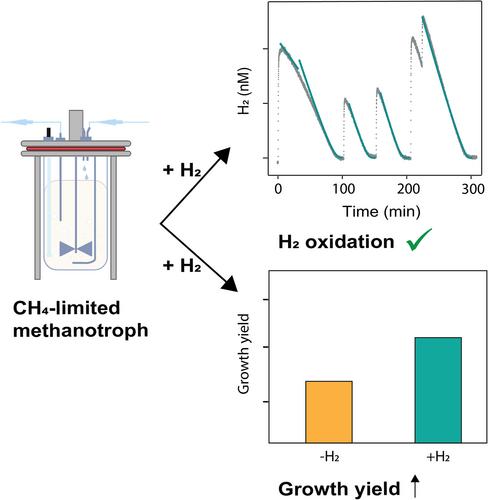 Hydrogen Oxidation Benefits Alphaproteobacterial Methanotrophs Under Severe Methane Limitation