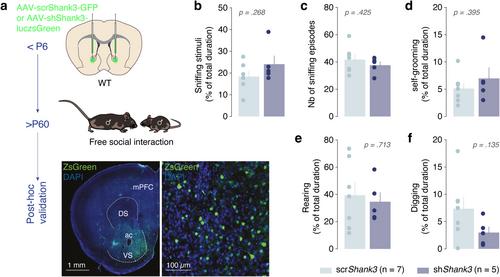 Early Postnatal Shank3 Downregulation in the Nucleus Accumbens Impairs Performance in Social Conditioning Paradigms in Male Mice