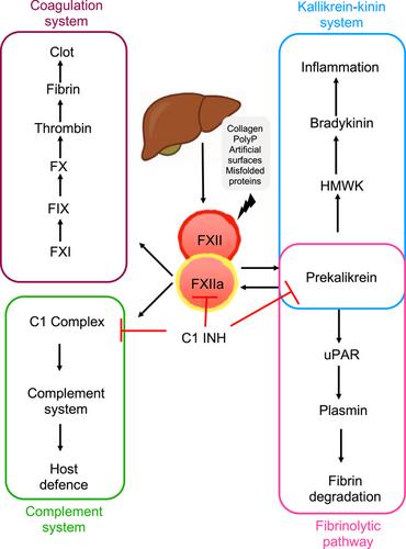 Revisiting the Link Between Factor XII and Recurrent Pregnancy Loss: A Scoping Review
