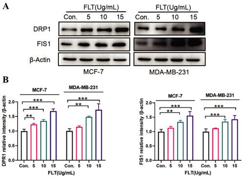Forsythia suspensa Leaves Triterpenoids Induce Breast Cancer Cell Apoptosis via the Mitochondrial Pathway