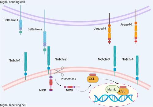 Beyond linear: How circRNAs twist and turn Notch signaling