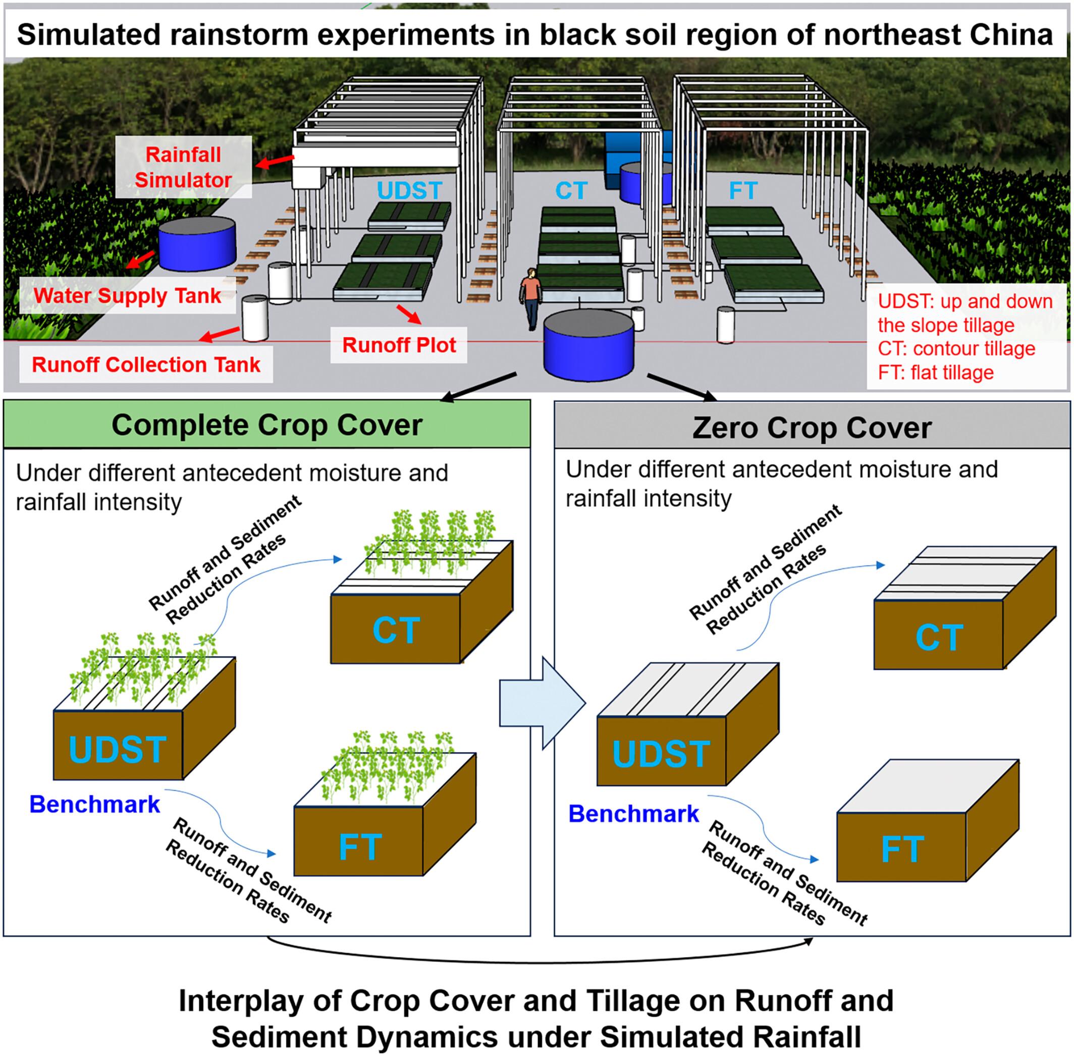 Interplay of Crop Cover and Tillage on Runoff and Sediment Dynamics Under Simulated Rainfall: A Case Study in the Black Soil Region of Northeast China