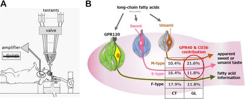 Tongue in Cheek: A Sweet and/or Umami Taste for Fatty Acids