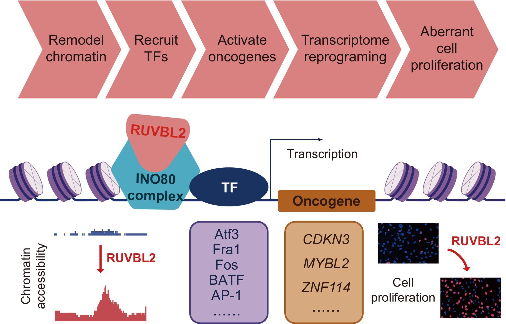 Profiling of RUVBL2-Induced Transcriptome Alterations Highlights a Critical Role for Chromatin Remodeling in Ovarian Cancer