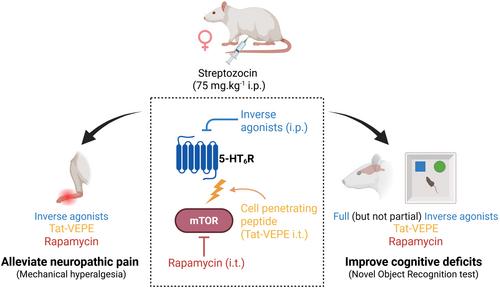 5-HT6 Receptor Inverse Agonists Modulate Diabetic Neuropathic Pain in Female Rats: Evidence for 5-HT6 Receptor Constitutive Activity