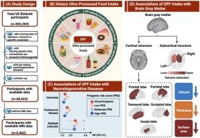Ultra-processed food intake and brain health in middle-aged and older adults