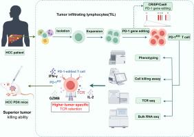 CRISPR/Cas9-mediated PD-1 attenuation enhances tumor infiltrating lymphocyte-based adoptive cellular therapy in humanized-PDX model of hepatocellular carcinoma