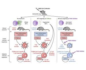 PAD4 inhibition impacts immune responses in SARS-CoV-2 infection