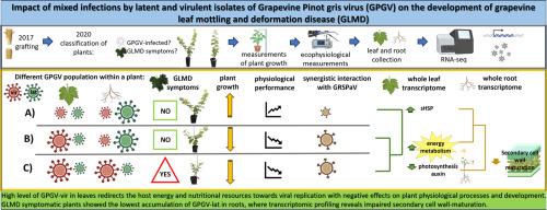 Viral population dynamics and host reprogramming: Insights into grapevine leaf mottling and deformation disease (GLMD) development